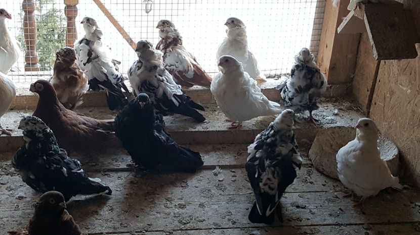  - 24_PESCARUSI CHINEZI TALIA MARE MATCA-2021