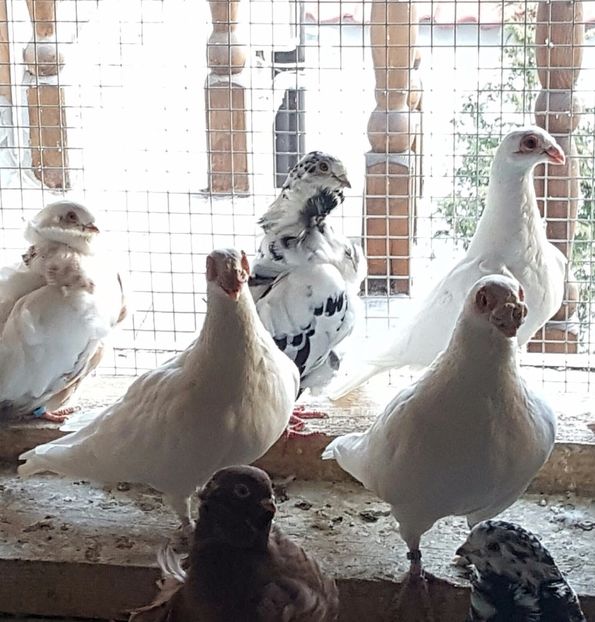  - 23_CARUNCULATI DE ORADEA MATCA-2021