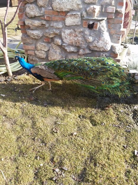  - pauni 3  varietati