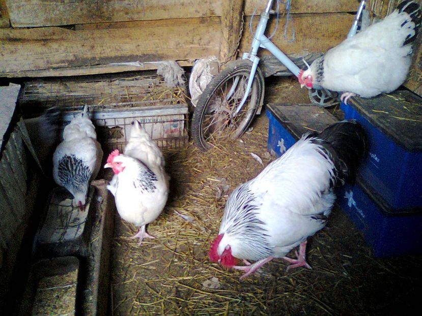 Fotografie2454 - fam 2 SHD