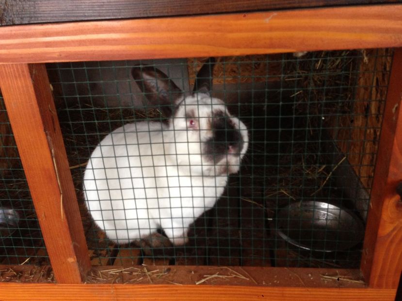  - A-IEPURI CALIFORNIENI