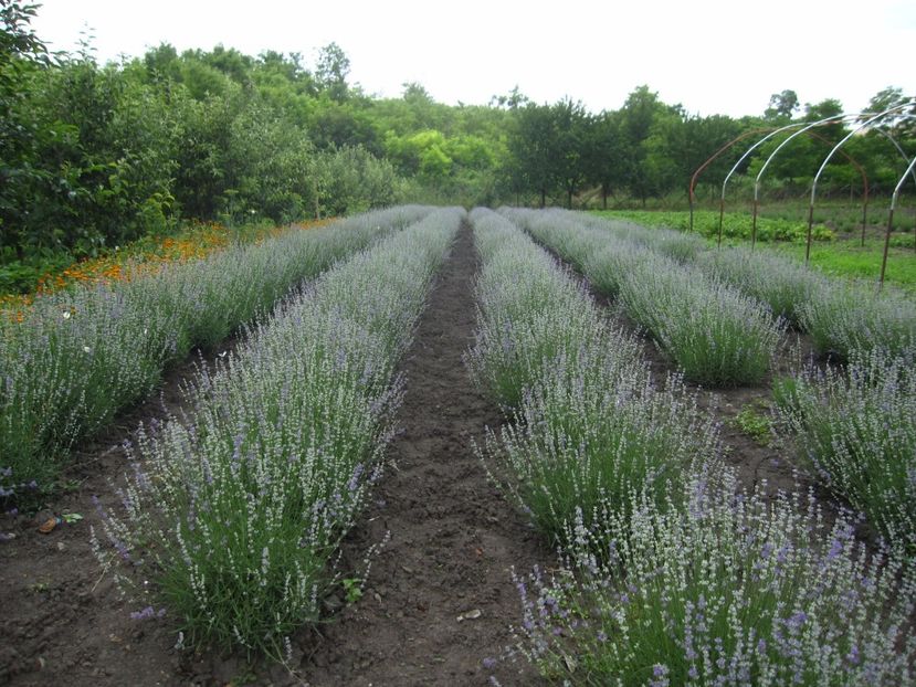 lavanda angustifolia sevtopolis - Lavanda 2016