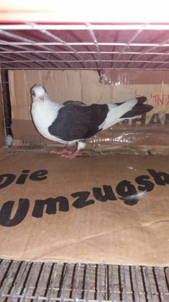 107585775_XMSWAWK3 - Baltati pe negru