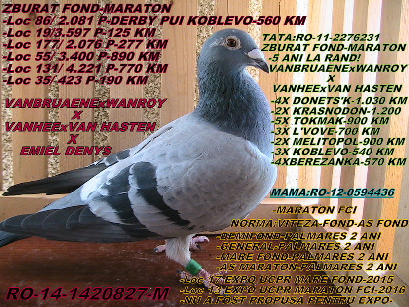 PRET: 250 LEI - PORUMBEI DE VANZARE