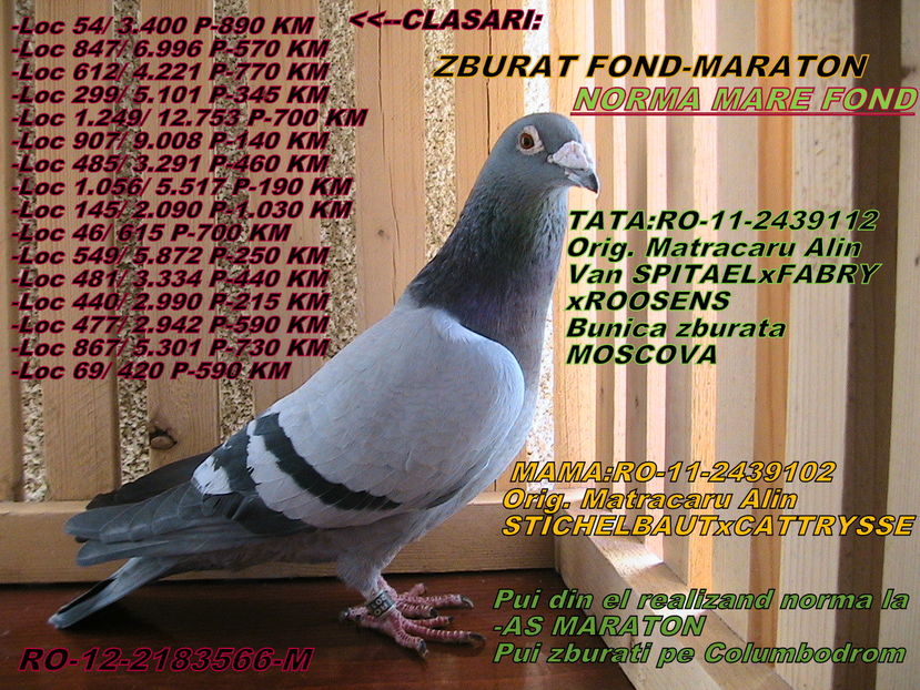 PRET: 300 LEI - PORUMBEI DE VANZARE