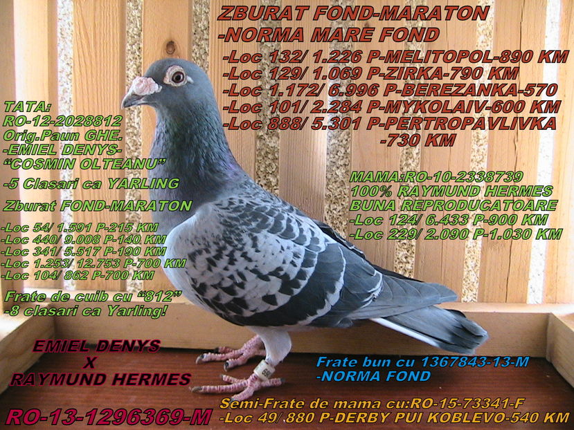 PRET: 250 LEI - PORUMBEI DE VANZARE