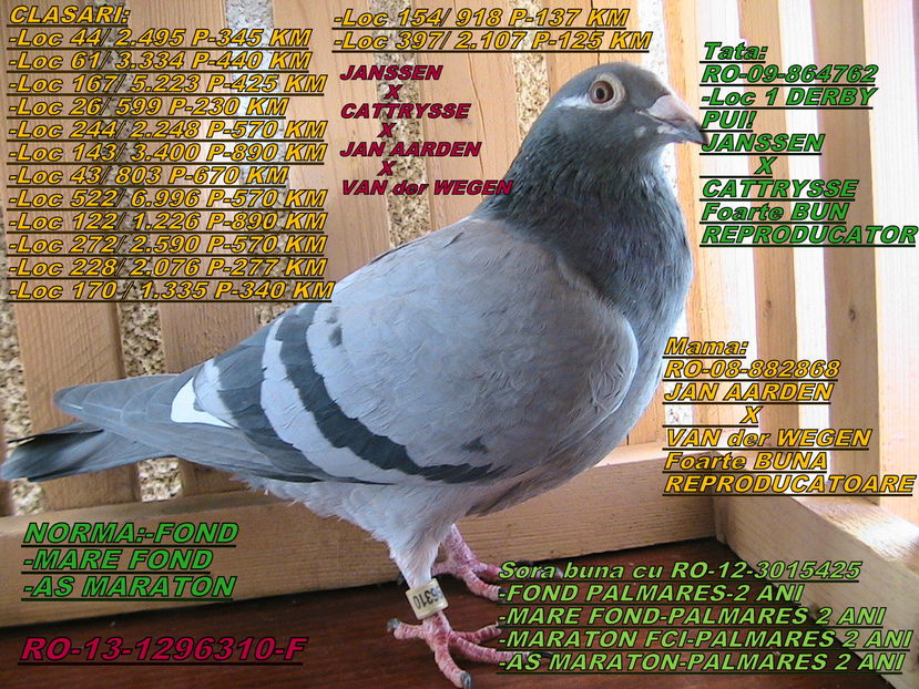 VANDUT - PORUMBEI DE VANZARE