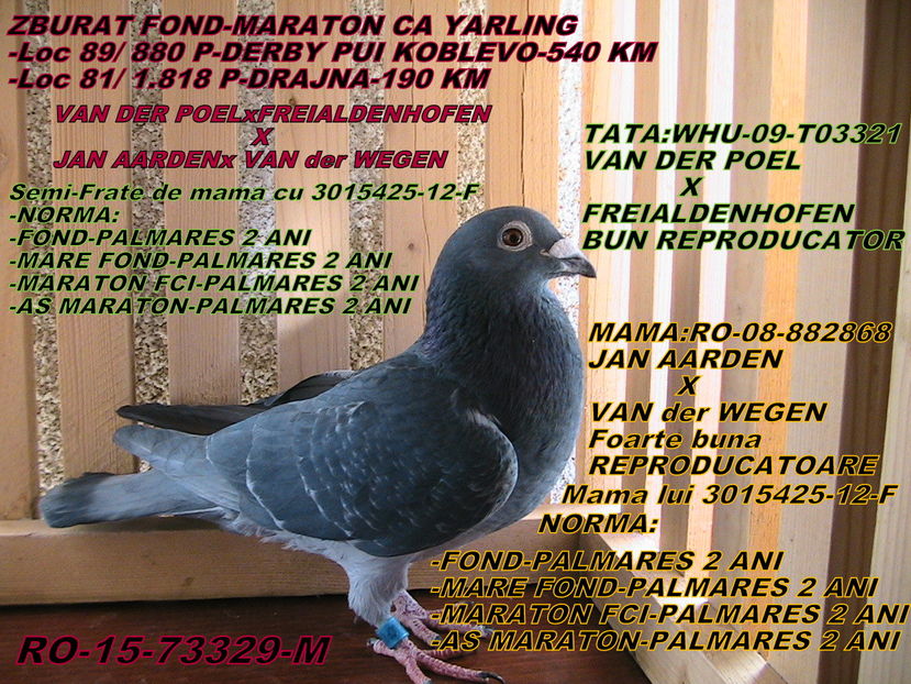 VÂNDUT - PORUMBEI DE VANZARE