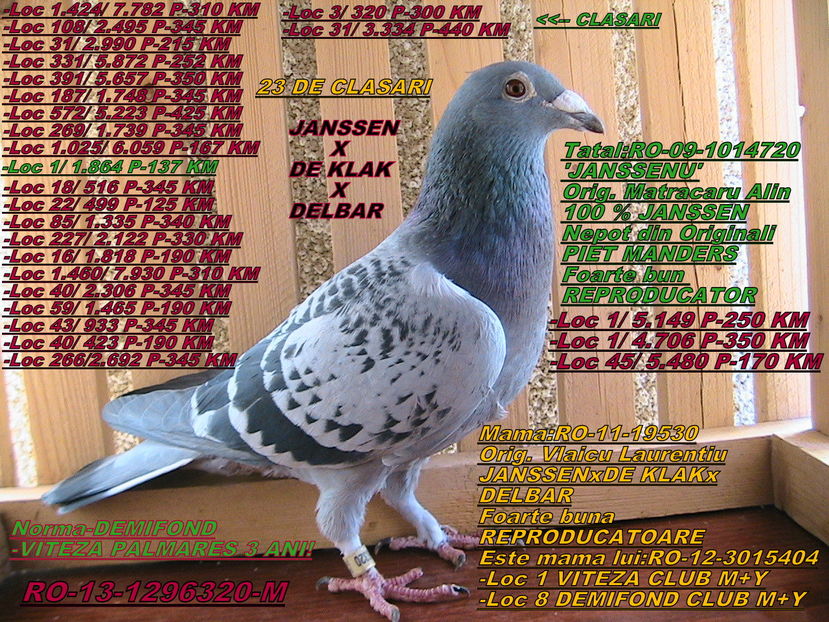 PRET: 450 LEI - PORUMBEI DE VANZARE