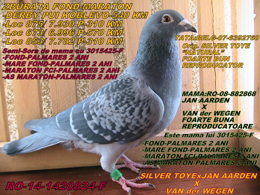 VÂNDUT - PORUMBEI DE VANZARE