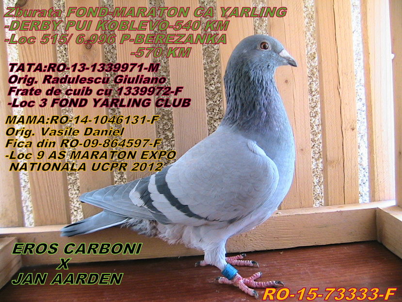 VÂNDUT - PORUMBEI DE VANZARE