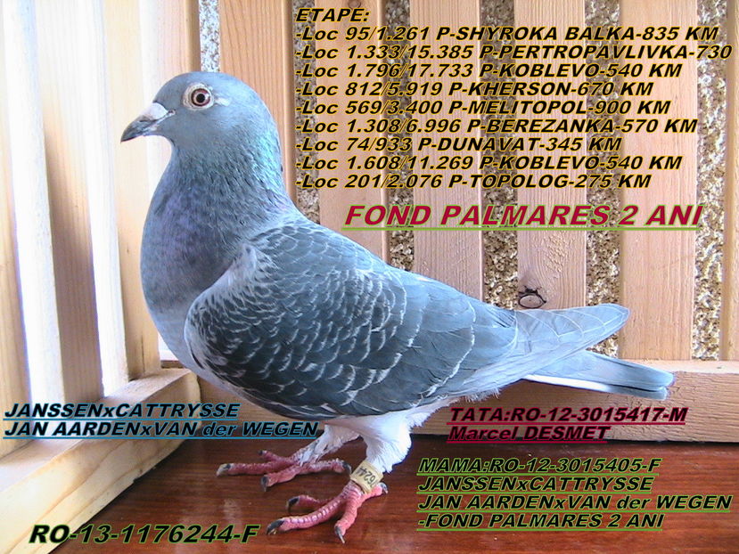 PRET: 400 LEI - PORUMBEI DE VANZARE