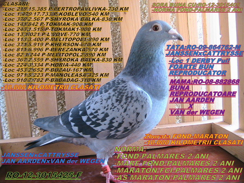 PRET: 700 LEI - PORUMBEI DE VANZARE