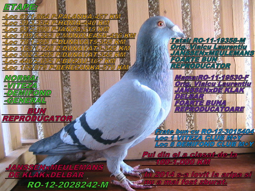 PRET: 350 LEI - PORUMBEI DE VANZARE