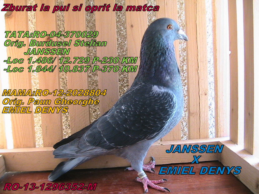 PRET: 100 LEI - PORUMBEI DE VANZARE