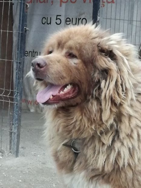  - Ciobanesc caucazian