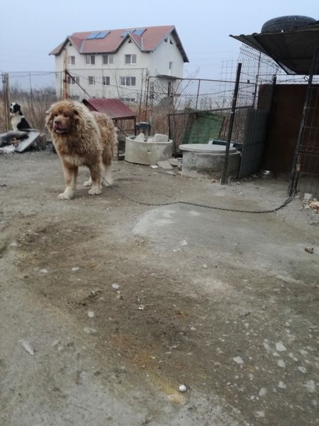  - Ciobanesc caucazian