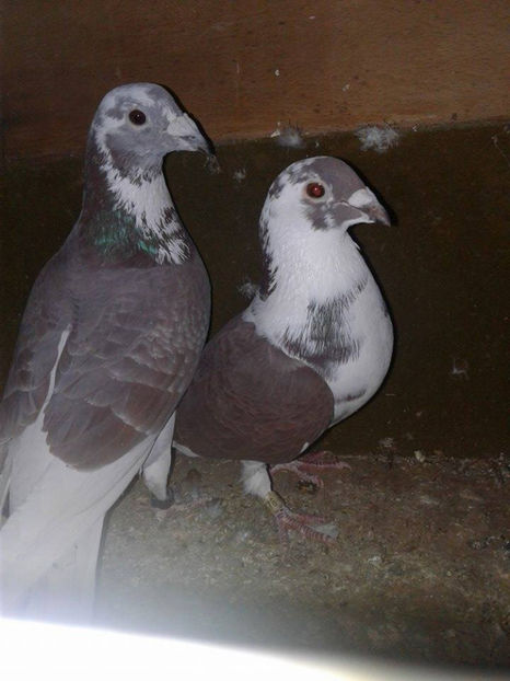 M-2015 F-2015 - 07-voiajori sport