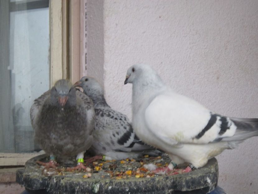 FITZA  SI PUII EI! - PUII 2017 DIN LA FABRICA