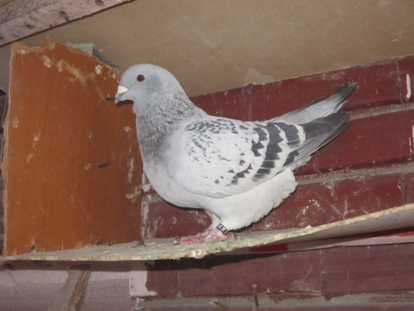 FILOSOFIA F 2016 - FEBRUARIE 2017