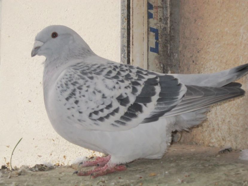 f 2016 - FEBRUARIE 2017