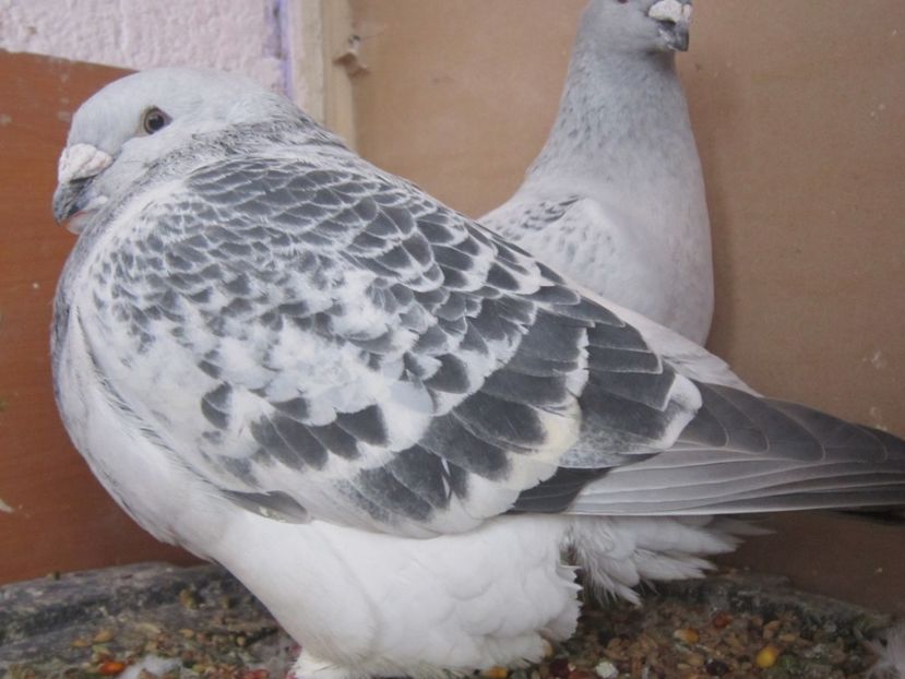 PORSCHE M 2016 - FEBRUARIE 2017