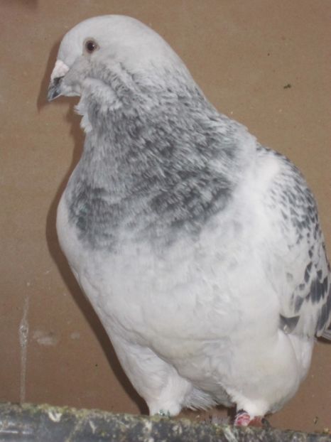 PORSCHE M 2016 - FEBRUARIE 2017