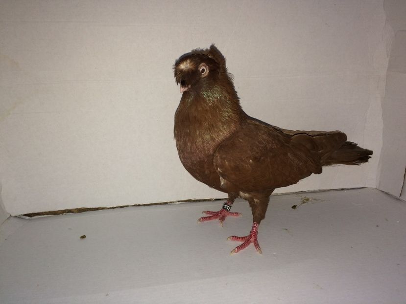 12151  mascul  2016 - Plecați ALBUM 1