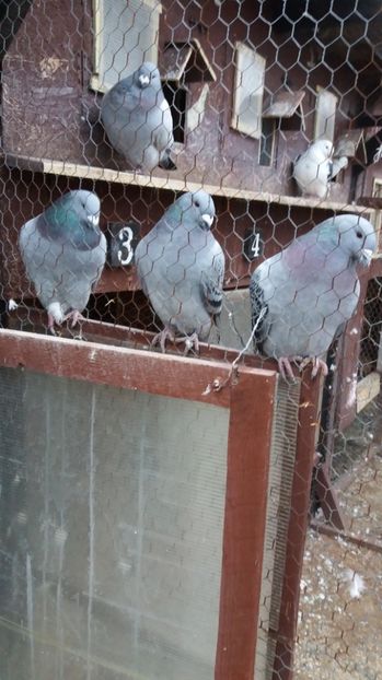  - Tineret 2016 Show Racer