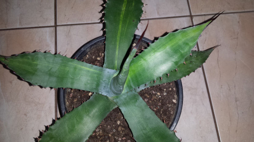 Agave  franzosinii striated - Agave Franzosinii