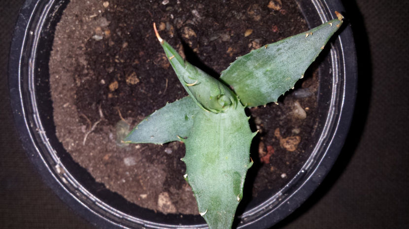 Agave deserti var simplex - Agave Deserti