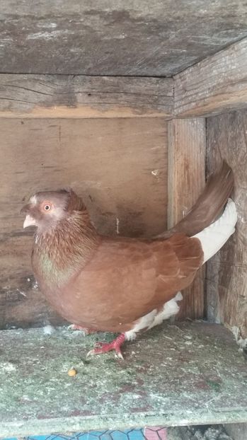  - Vanzare sau schimb