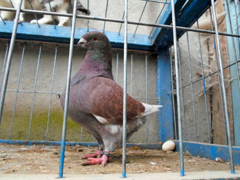  - Voiajori Americani 2016