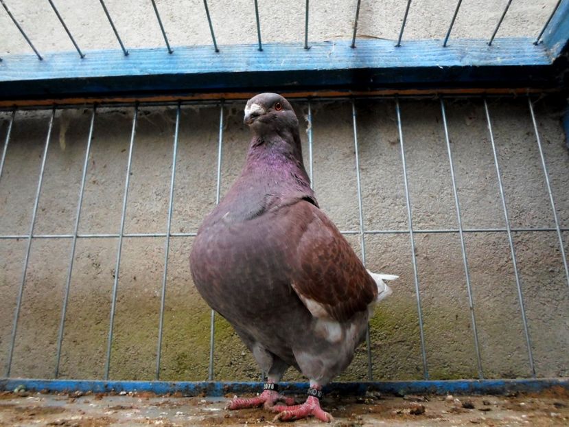  - Voiajori Americani 2016