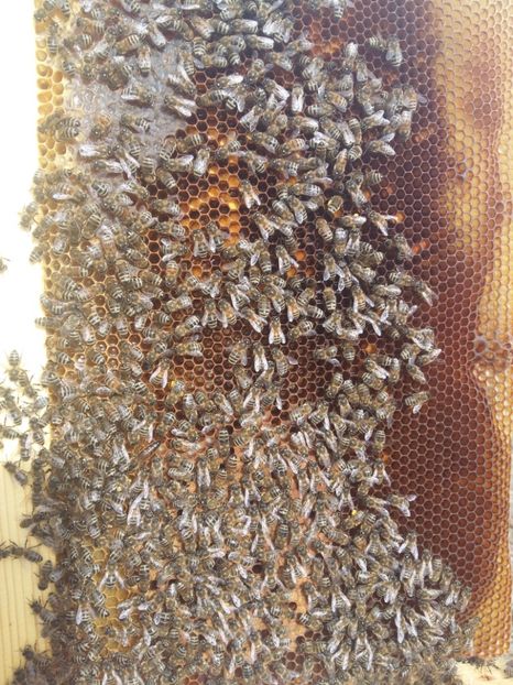 23 februarie 2017 - 03 Albinutele mele