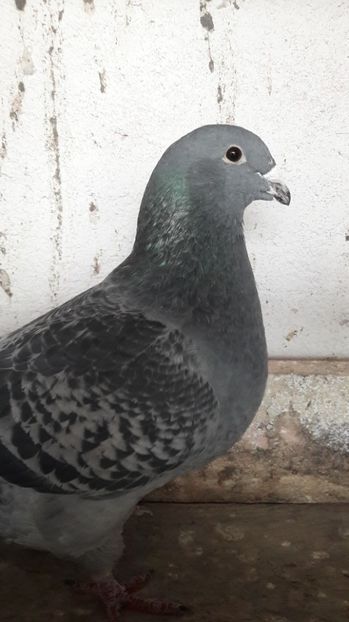 Vinduta - De vanzare 2017