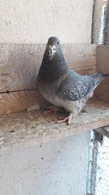 Vinduta - De vanzare 2017