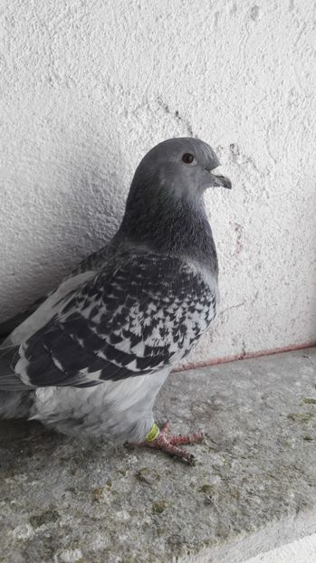 Fem.2016 - De vanzare 2017