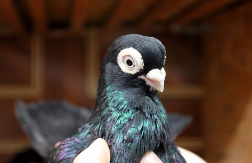  - Jucator de Chisinau