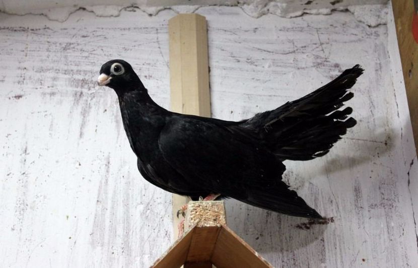  - Jucator de Chisinau