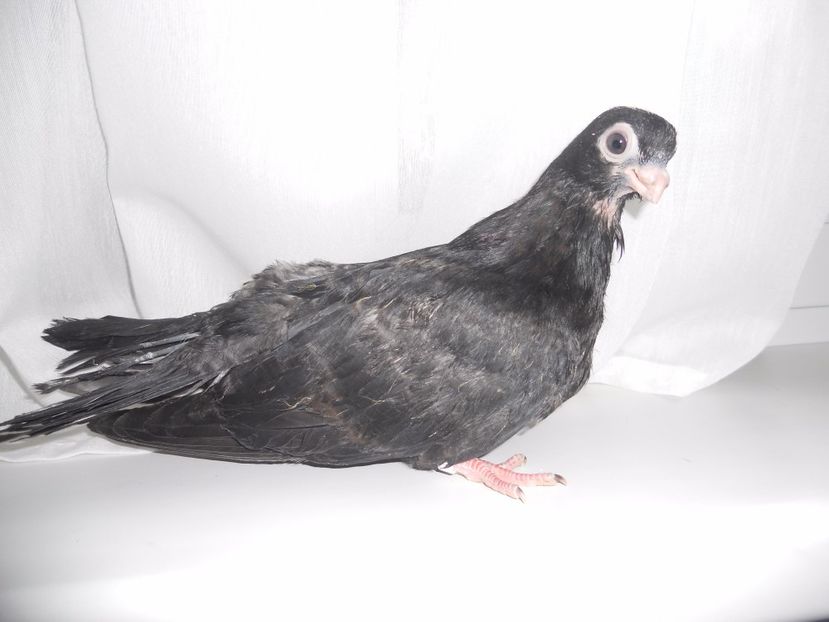  - Jucator de Chisinau