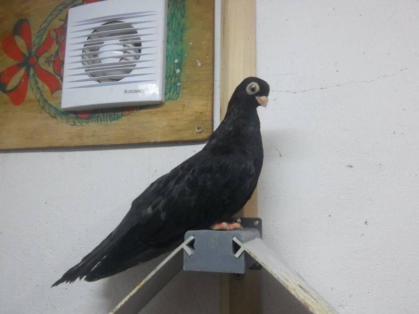  - Jucator de Chisinau