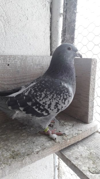 Mas 2016 - De vanzare 2017