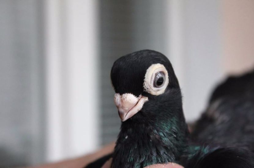  - Jucator de Chisinau