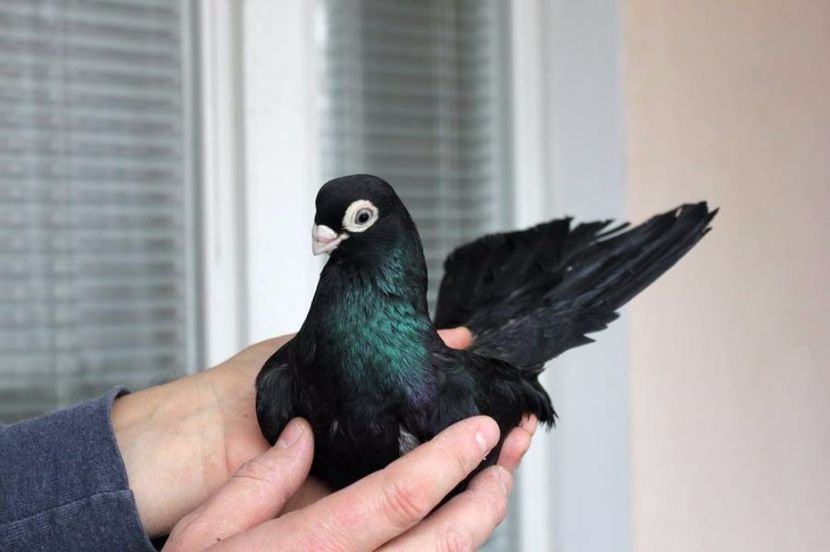  - Jucator de Chisinau