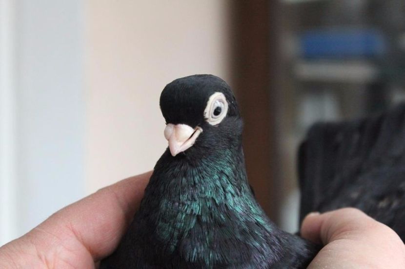  - Jucator de Chisinau