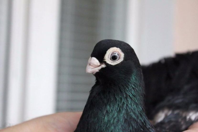  - Jucator de Chisinau