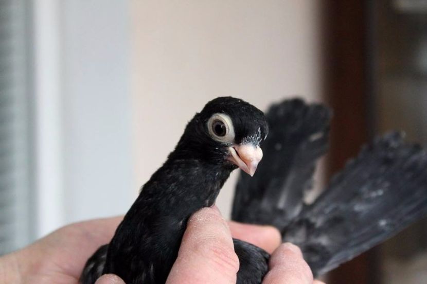  - Jucator de Chisinau