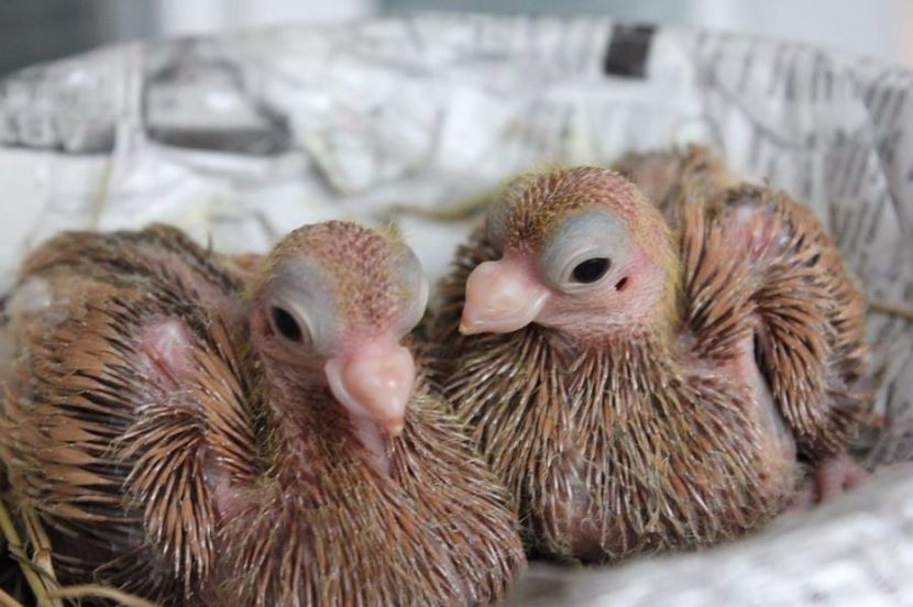  - Jucator de Chisinau