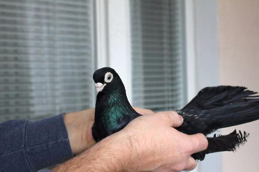  - Jucator de Chisinau